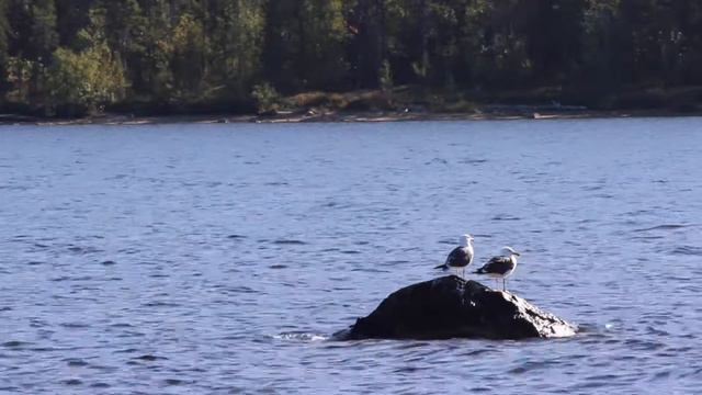 Верхнетуломское водохранилище смотреть онлайн