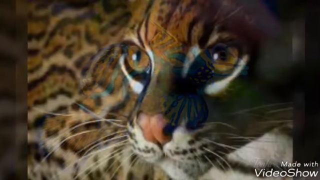 Топ 10 самых красивых животных в мире смотреть онлайн