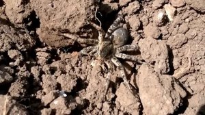 Большой ядовитый паук-Южнорусский тарантул