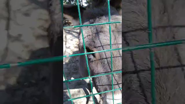 Сафари парк. Геленджик 2020. смотреть онлайн