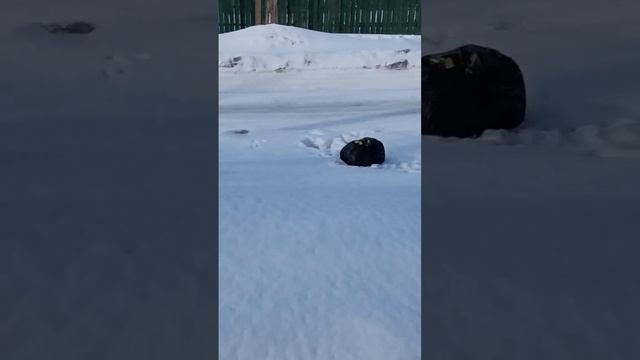 Установлена видеокамера, но даже это их не пугает! смотреть онлайн