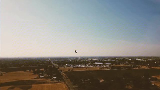 DJI Mavic Pro vs Red-Tailed Hawk смотреть онлайн