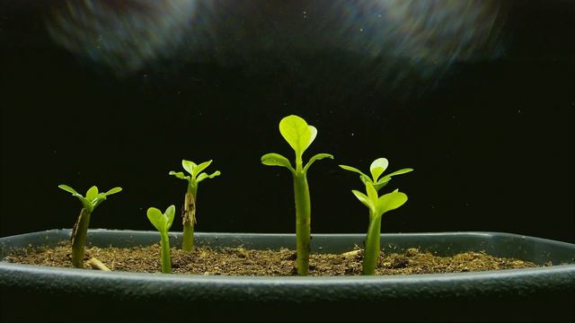 Adenium Obesum Seeds Germination - Mesmerizing Time-Lapse Video