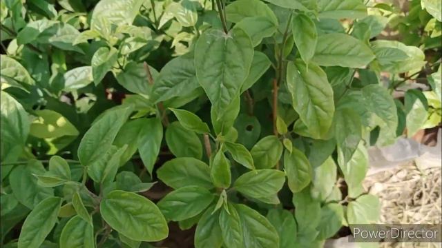 Rare flowering vine/ सुंदर और अनोखे बेल /जरूर लगाएं/ Rs 20 смотреть онлайн