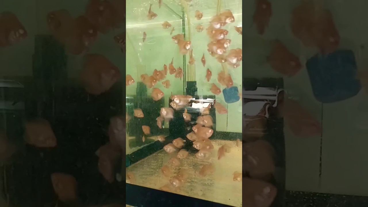 Живые науплии артемий на завтрак #aquarium #discus #аквариум #дискусы #разводня #shorts #short смотреть онлайн