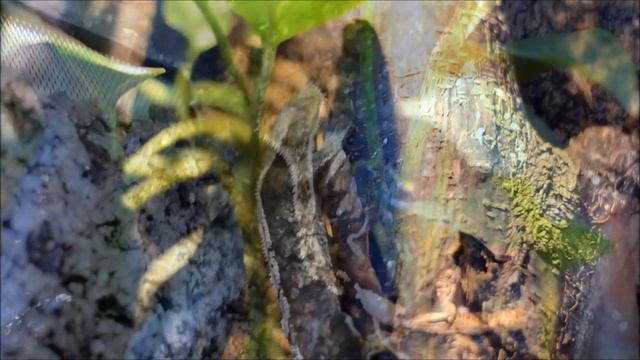 Gekon orzęsiony смотреть онлайн