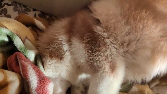 Как хаски сбирается на прогулку. смотреть онлайн