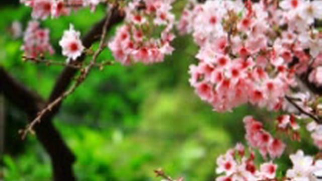 j'ai vue un ange dans la prison de la jalousie! ( audio) смотреть онлайн