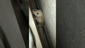 ТРИ СПОСОБА ВЫМАНИТЬ КРЫСУ ИЗ ЛЮБОГО МЕСТА
