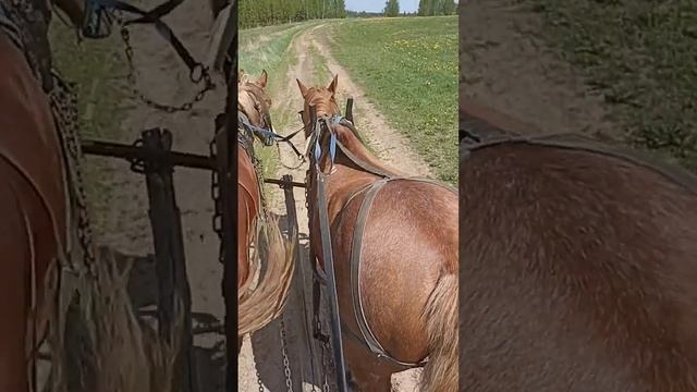Первая запряжка жеребца в телегу. смотреть онлайн