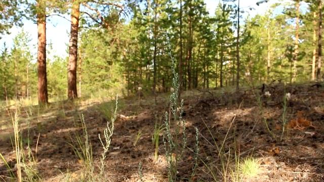 Тихая охота. Шульба // Mushrooms смотреть онлайн