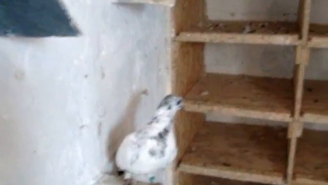 Будапештские высоко-летные г.Павлоград Днепропетровская обл. смотреть онлайн