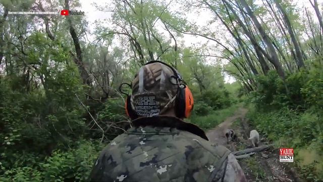Наушники 3M™ Peltor™ SportTac™ для охоты тестируем в лесу с дратххаром Алькой и лабрадором Джесси. смотреть онлайн