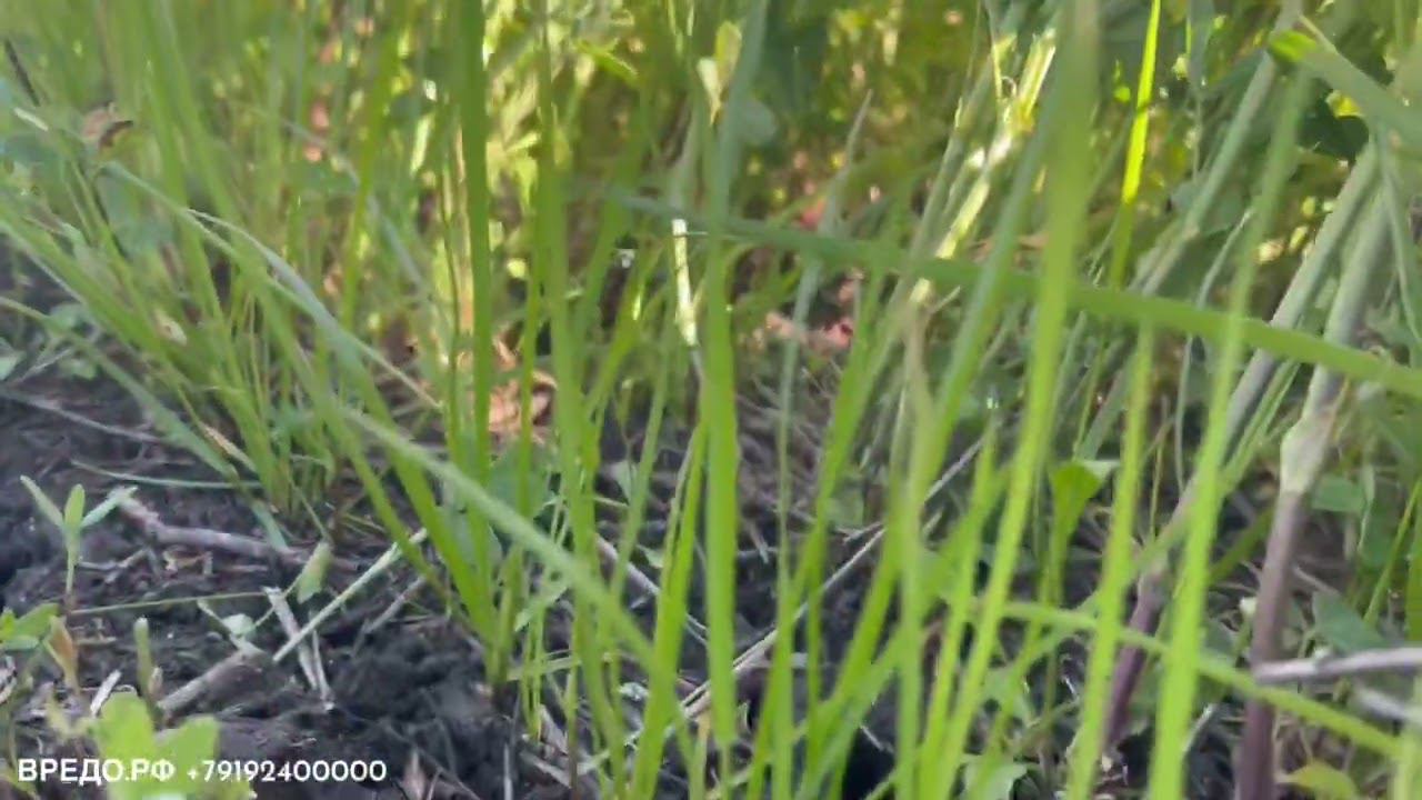 Подсев злаковых трав в люцерну Vredo луговые травяные пастбищные сеялки смотреть онлайн