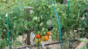 ПЛАМЯ F1! ОБЗОР СОРТОВ ТОМАТОВ! Советы от ЗЕЛЕНОГО ОГОРОДА!