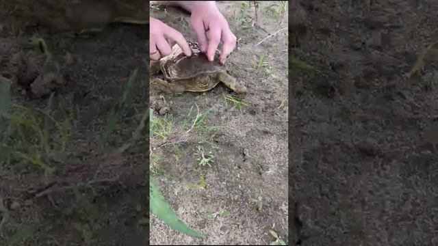 Нашли черепаху Трионикс на Амуре