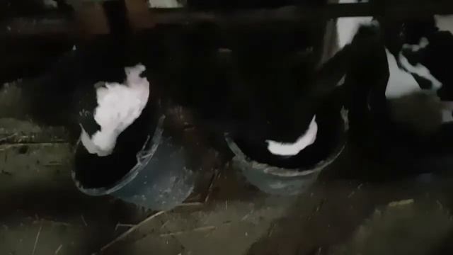 откорм бычков холмогоры