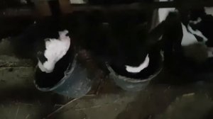 откорм бычков холмогоры