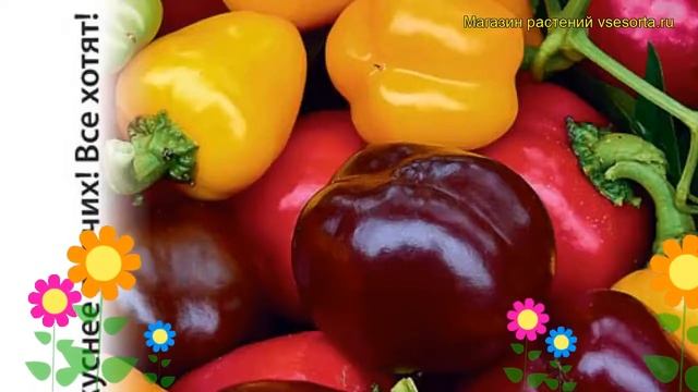 Перец сладкий Трюфелек смесь. Краткий обзор, описание характеристик, где купить семена смотреть онлайн