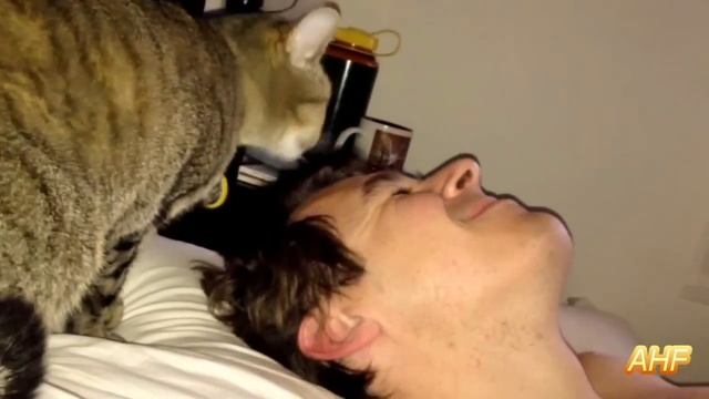 Best Funny Cats Waking Up Owners 2020 смотреть онлайн