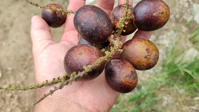 Harvesting Matoa (Pomitia pinnata) in Borneo Garden смотреть онлайн