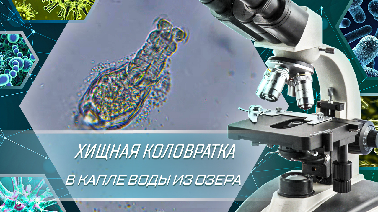Коловратка в капле воды из озера. Хищная коловратка. смотреть онлайн