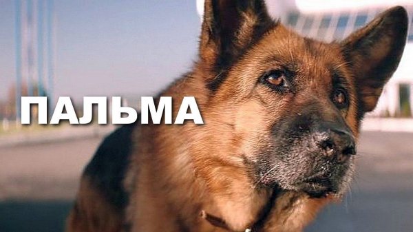 "Пальма". 2021 года. Драма. Обзор фильма.