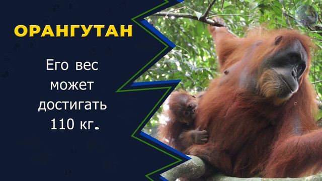 В МИРЕ ЖИВОТНЫХ! ОРАНГУТАН! Где живёт орангутан? Зоопарк. Интересные факты! Orangutan. Animal. ZOO.