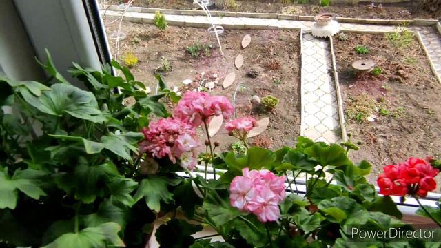 5 мая 2022 г.Обзор комнатных растений смотреть онлайн