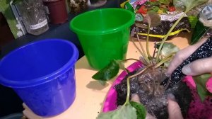 ЦИКЛАМЕН.  Размножение цикламена делением клубня.