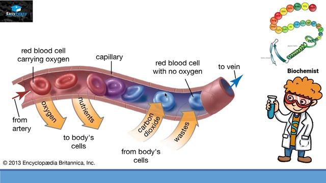 Introduction to Biochemistry.mp4_2 смотреть онлайн