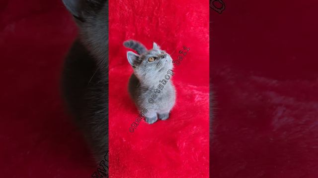 Munchkin BSH warna blue, cuaaantiiikkk dan luuucuuuuuu.... смотреть онлайн