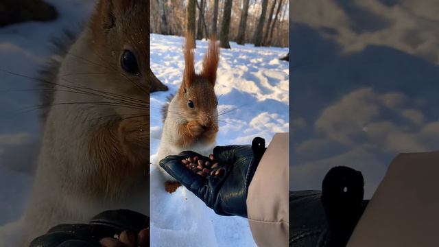 Белка закапывает орехи в снег #белка #squirrel смотреть онлайн