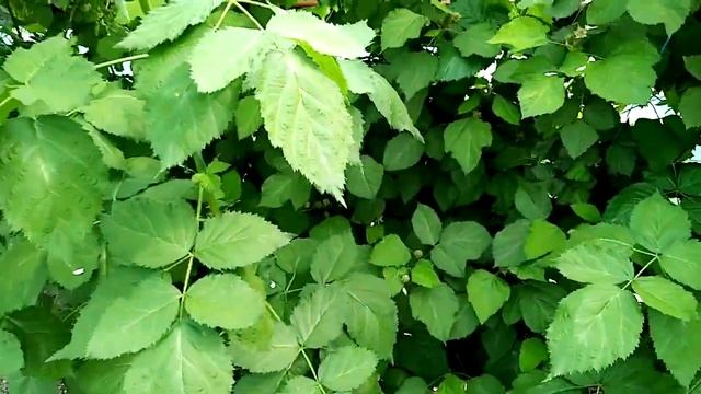 теплица, ежевика смотреть онлайн