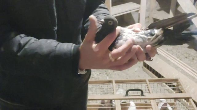 Николаевские голуби))) Черные, белые, сереневые, красные белохвостые)))))) смотреть онлайн