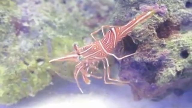 Креветка верблюд ( Rhynchocinetes durbanensis ) смотреть онлайн