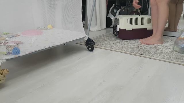 Кот не хочет выходить из переноски и закрывает дверь смотреть онлайн