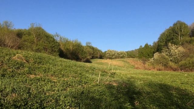 В майских березниках Алтайского края. смотреть онлайн