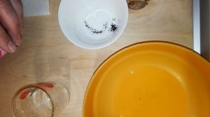 Как посадить и вырастить чернику из семян. Простой, дешёвый и надёжный способ