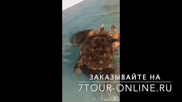 Тортуга - экскурсия из Паттайи от 7 тур по самой низкой цене смотреть онлайн