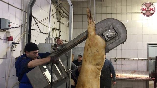 Пила для распиловки на полутуши ленточная ФПРТ 600 (распиловка свиней).mp4