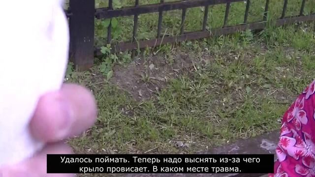 Белый голубь,у которого провисает крыло. Подольск, Кутузово, Пруд Июнь 2023 смотреть онлайн