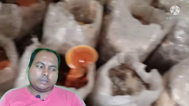 Ganoderma Cultivation and marketing смотреть онлайн