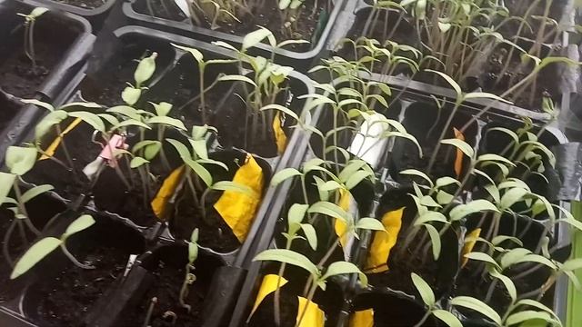 Вегетарианские супы