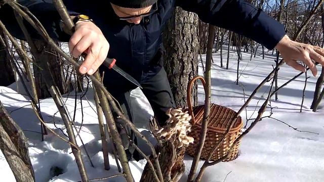Вешенка гриб весенний смотреть онлайн