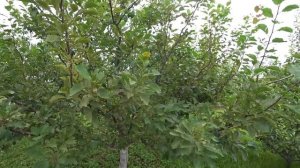 Какие плодовые деревья летом не обрезают. Помогаем урожаю.