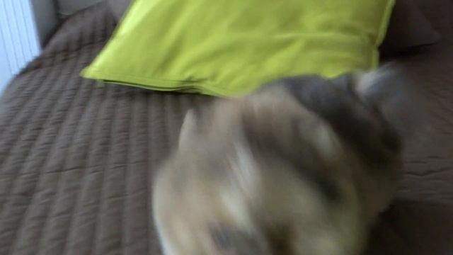 Мраморный шпиц продажа смотреть онлайн