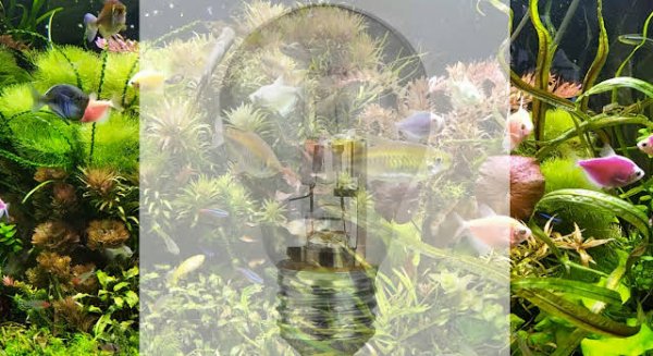 Свет в аквариуме. 550Вт на 220л такое бывает?! ч.1