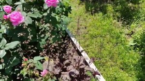 РОЗА. ЖАК КАРТЬЕ. Супер ароматная роза.