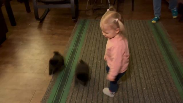 Когда Говорят, Что Шипперке Не Ладят с Детьми😅 смотреть онлайн